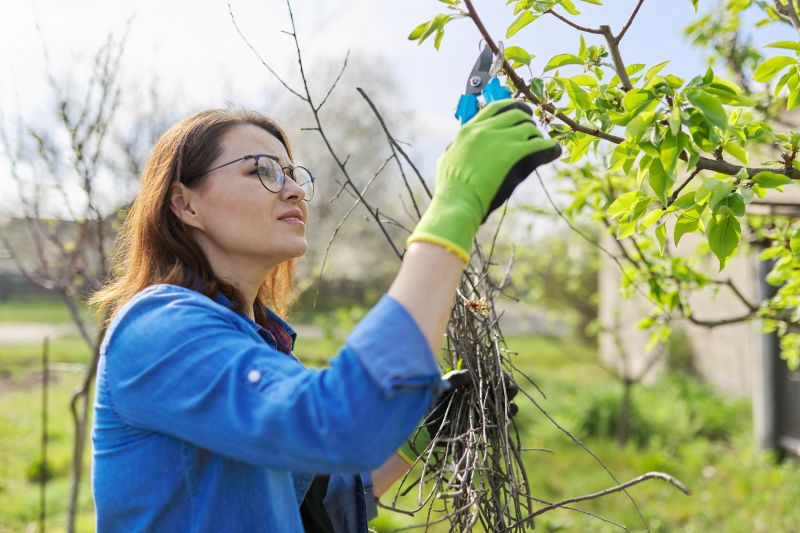Bradford Pear Tree Pruning in Reno, NV