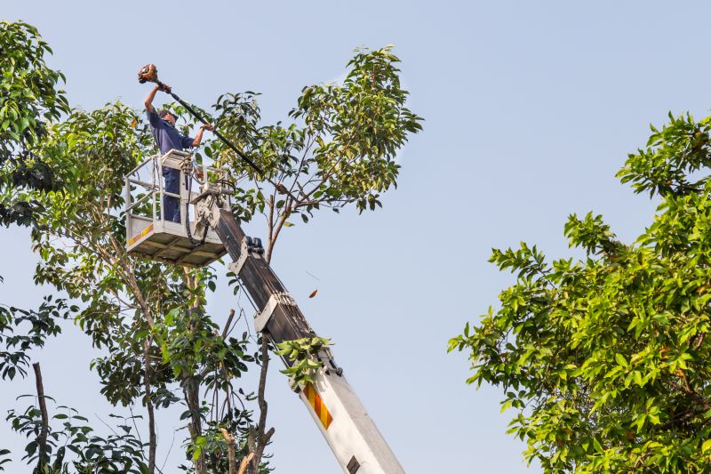 Commercial Tree Trimming in Reno, NV