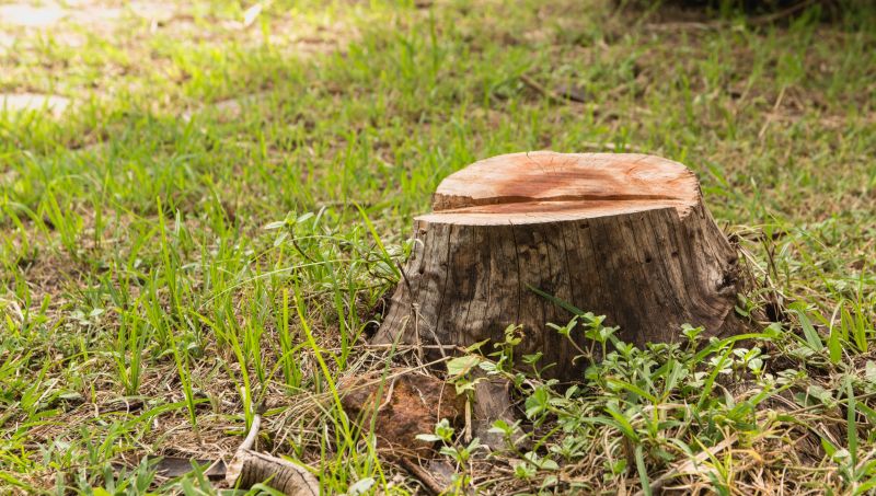 Tree Stump Removal in Prince Georges County, MD