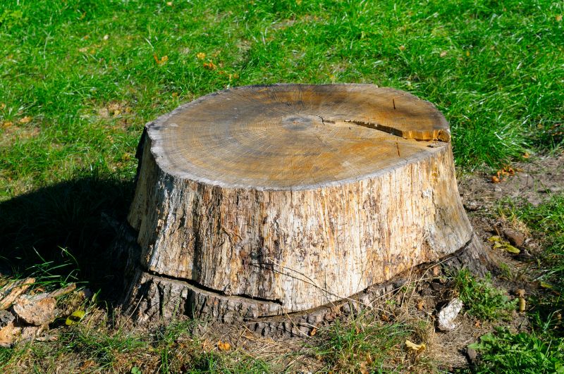 Tree Trunk Removal in Calvert County, MD